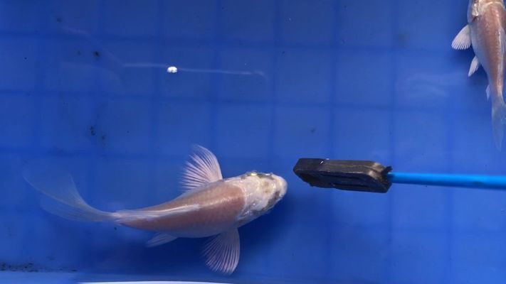 球體蝴蝶鯉魚苗怎么挑（如何挑選球體蝴蝶鯉魚苗）