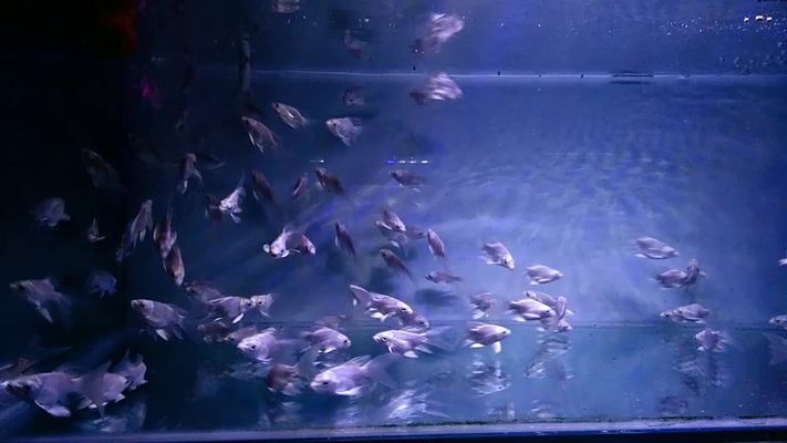 球體蝴蝶鯉魚苗怎么挑（如何挑選球體蝴蝶鯉魚苗）