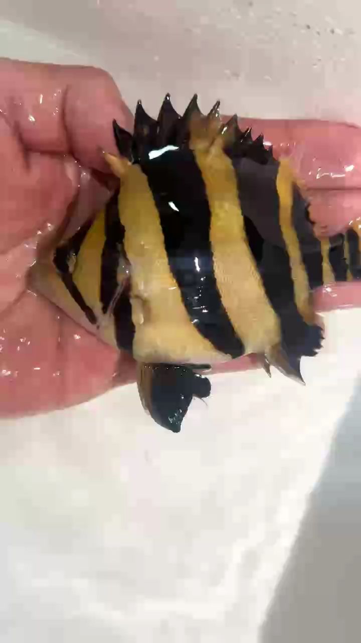 龍巔還有人玩嗎？分享一條好魚