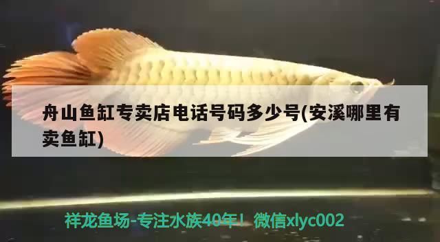 舟山魚缸專賣店電話號碼多少號(安溪哪里有賣魚缸)