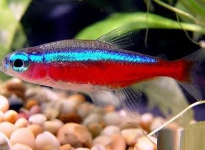 紅綠燈魚的繁殖方法（紅綠燈魚的繁殖方法及注意事項）