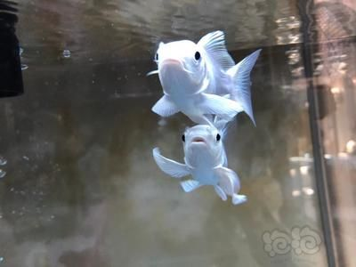 球體蝴蝶鯉最忌三個東西(球體蝴蝶鯉健康與品相高度依賴科學飼養管理分析) 蝴蝶鯉百科 第2張 球體蝴蝶鯉最忌三個東西(球體蝴蝶鯉健康與品相高度依賴科學飼養管理分析) 球體蝴蝶鯉最忌三個東西(球體蝴蝶鯉健康與品相高度依賴科學飼養管理分析) 蝴蝶鯉百科 第2張