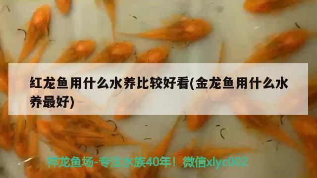 坐北朝南魚缸放在哪個方位好呢：坐北朝南魚缸放在哪個方位好呢視頻