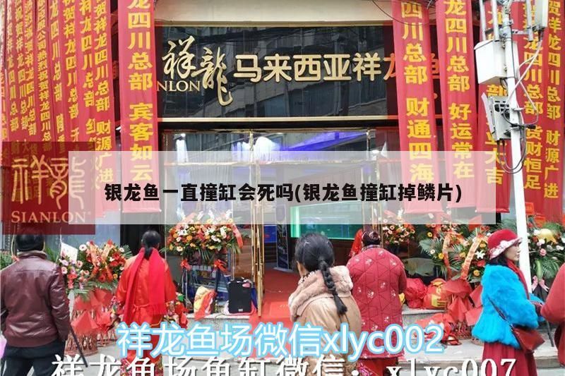 銀龍魚一直撞缸會死嗎(銀龍魚撞缸掉鱗片) 銀龍魚一直撞缸會死嗎(銀龍魚撞缸掉鱗片) 銀龍魚百科