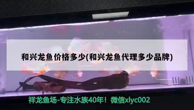 和興龍魚價格多少(和興龍魚代理多少品牌) 和興龍魚價格多少(和興龍魚代理多少品牌) 和興紅龍