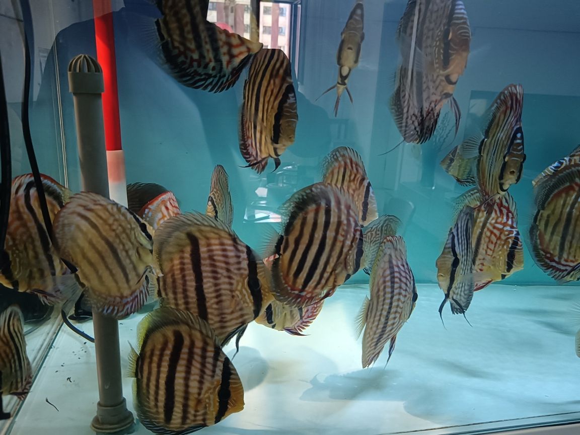 出售野生七彩神仙魚黑格爾，打包一條550