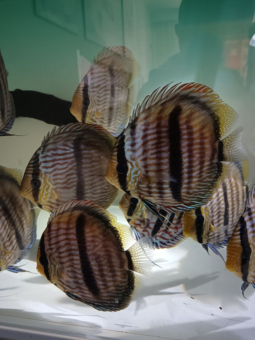 出售野生七彩神仙魚黑格爾，打包一條550