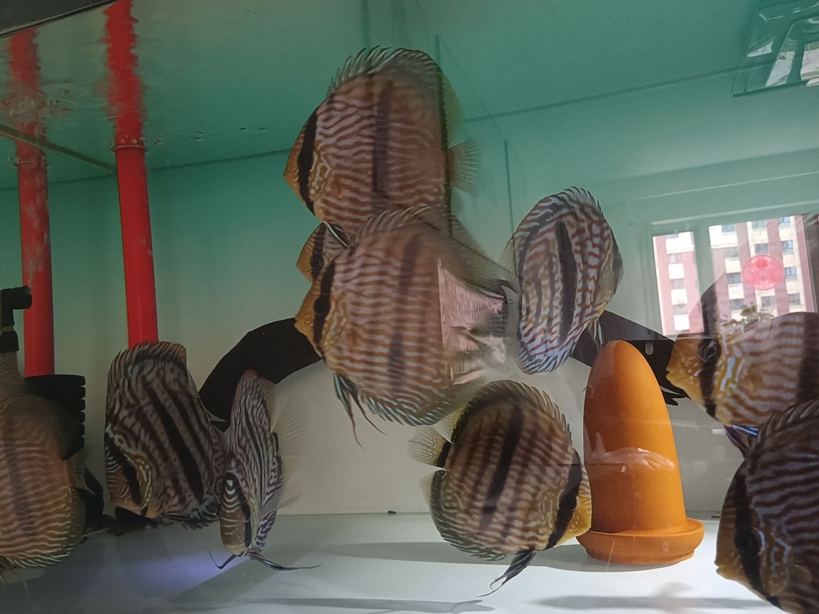出售野生七彩神仙魚黑格爾，打包一條550