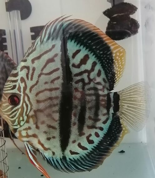 出售野生七彩神仙魚黑格爾，打包一條550