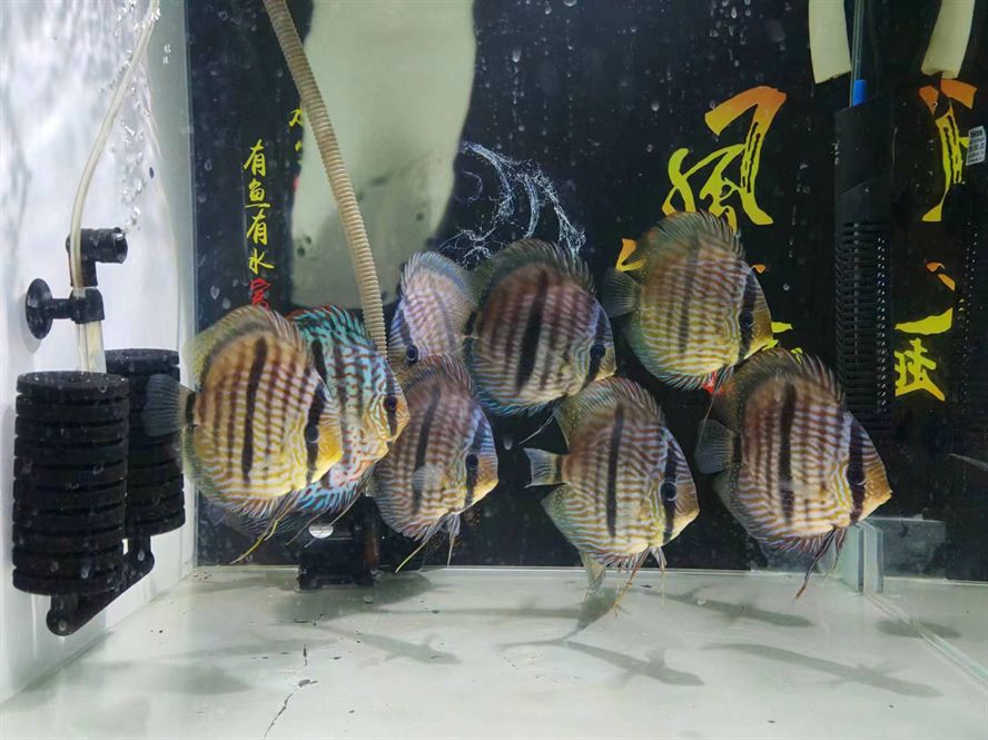 出售野生七彩神仙魚黑格爾，打包一條550