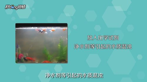 怎么讓魚缸水清澈透亮，如何自制魚缸過濾器？魚缸水渾濁的常見原因 怎么讓魚缸水清澈透亮，如何自制魚缸過濾器？魚缸水渾濁的常見原因 魚缸百科 第6張