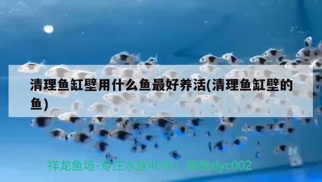 飼料 清理魚缸壁用什么魚最好養活(清理魚缸壁的魚) 可麗愛魚缸 清理魚缸壁用什么魚最好養活(清理魚缸壁的魚) 清理魚缸壁用什么魚最好養活(清理魚缸壁的魚) 可麗愛魚缸