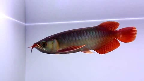 紹興魚缸回收公司地址在哪里啊(紹興魚缸回收公司地址在哪里啊最近)