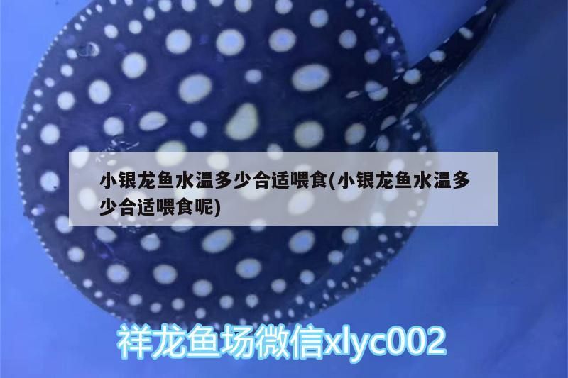 小銀龍魚水溫多少合適喂食(小銀龍魚水溫多少合適喂食呢)