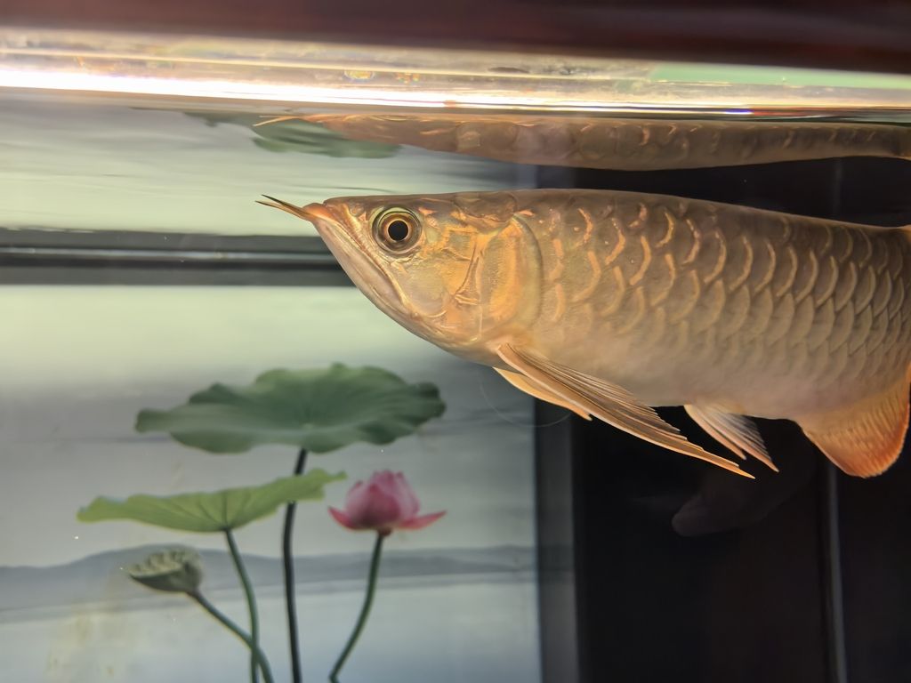 魚友們新年快樂! 龍魚論壇 第5張 魚友們新年快樂! 魚友們新年快樂! 龍魚論壇 第5張