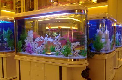 水族館加盟條件及費用表（加盟水族館的基本條件和費用） 水族館加盟條件及費用表（加盟水族館的基本條件和費用） 水族館百科（水族館加盟） 第4張
