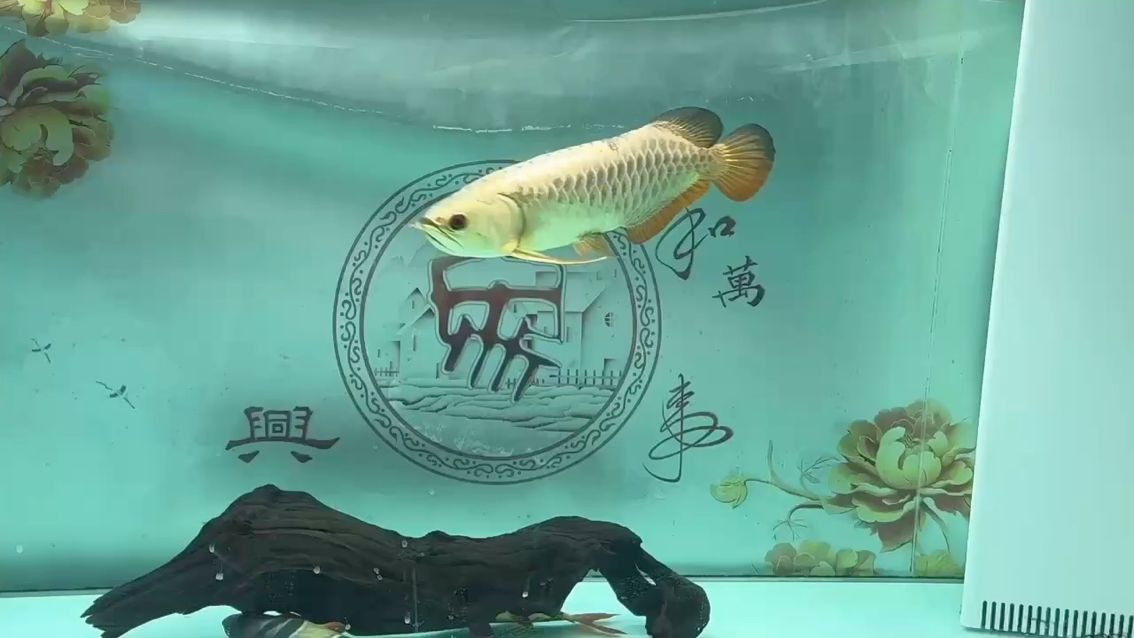 2025 看會 2025 看會 龍魚論壇