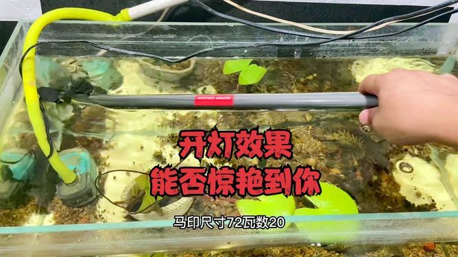 馬印燈和nec哪個好用一點：馬印燈和nec燈哪個好用一點