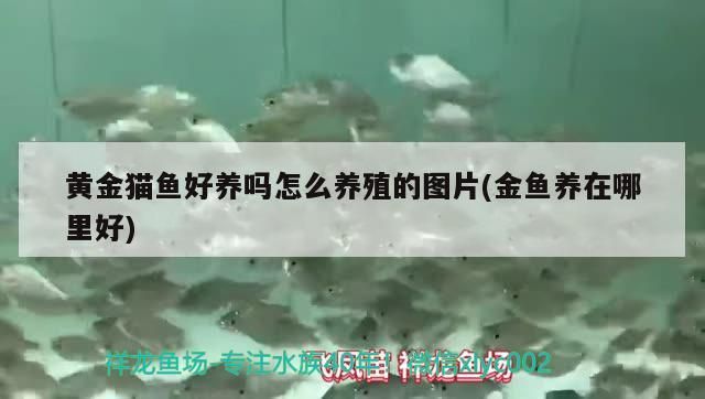 黃金貓魚好養嗎怎么養殖的圖片(金魚養在哪里好)
