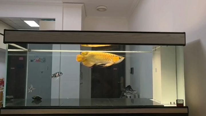 入缸兩年零八個月！！！ 入缸兩年零八個月！！！ 龍魚論壇