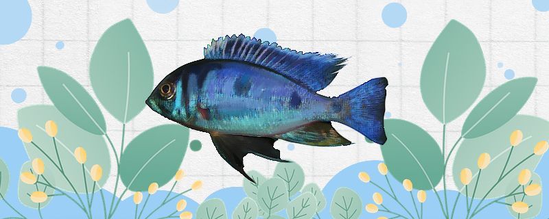 花天使魚好養嗎怎么養