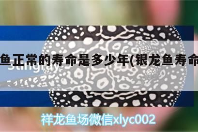 銀龍魚正常的壽命是多少年(銀龍魚壽命是幾年) 銀龍魚正常的壽命是多少年(銀龍魚壽命是幾年) 銀龍魚百科