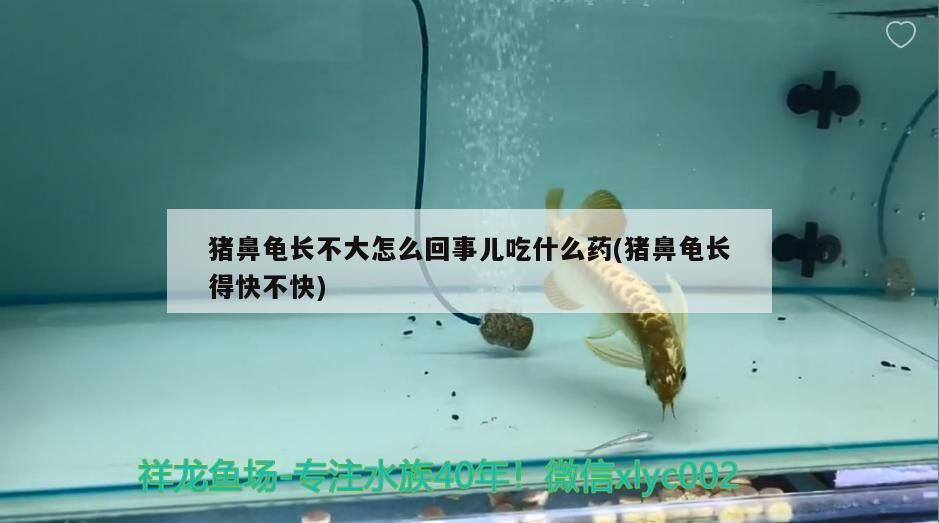 豬鼻龜長(zhǎng)不大怎么回事兒吃什么藥(豬鼻龜長(zhǎng)得快不快)