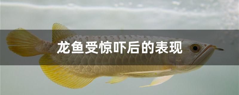 龍魚(yú)受驚嚇后的表現(xiàn)