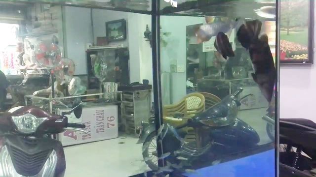 金龍會吃小虎魚嗎為什么