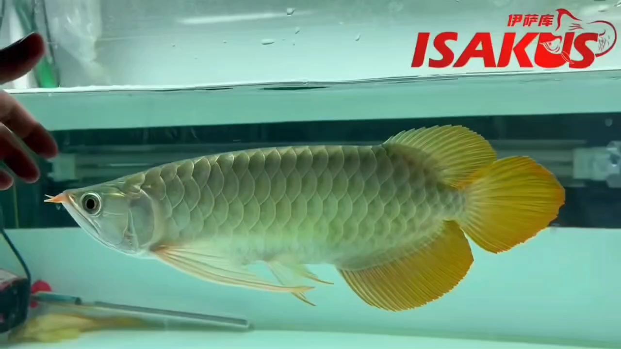 大型體，大長手表現