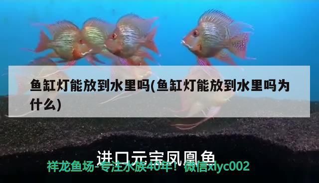 魚缸燈能放到水里嗎(魚缸燈能放到水里嗎為什么) 魚缸燈能放到水里嗎(魚缸燈能放到水里嗎為什么) 觀賞魚百科