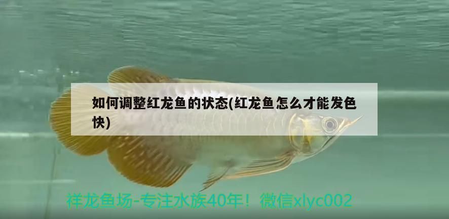 如何調(diào)整紅龍魚(yú)的狀態(tài)(紅龍魚(yú)怎么才能發(fā)色快)