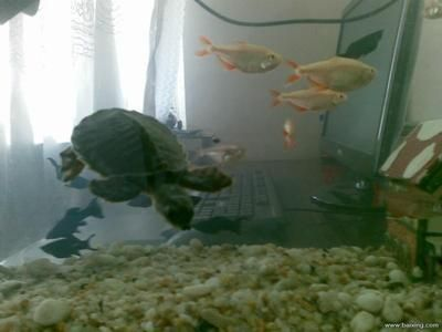 豬鼻龜是風水魚嗎圖片欣賞：關于豬鼻龜的介紹 豬鼻龜是風水魚嗎圖片欣賞：關于豬鼻龜的介紹 豬鼻龜百科 第3張