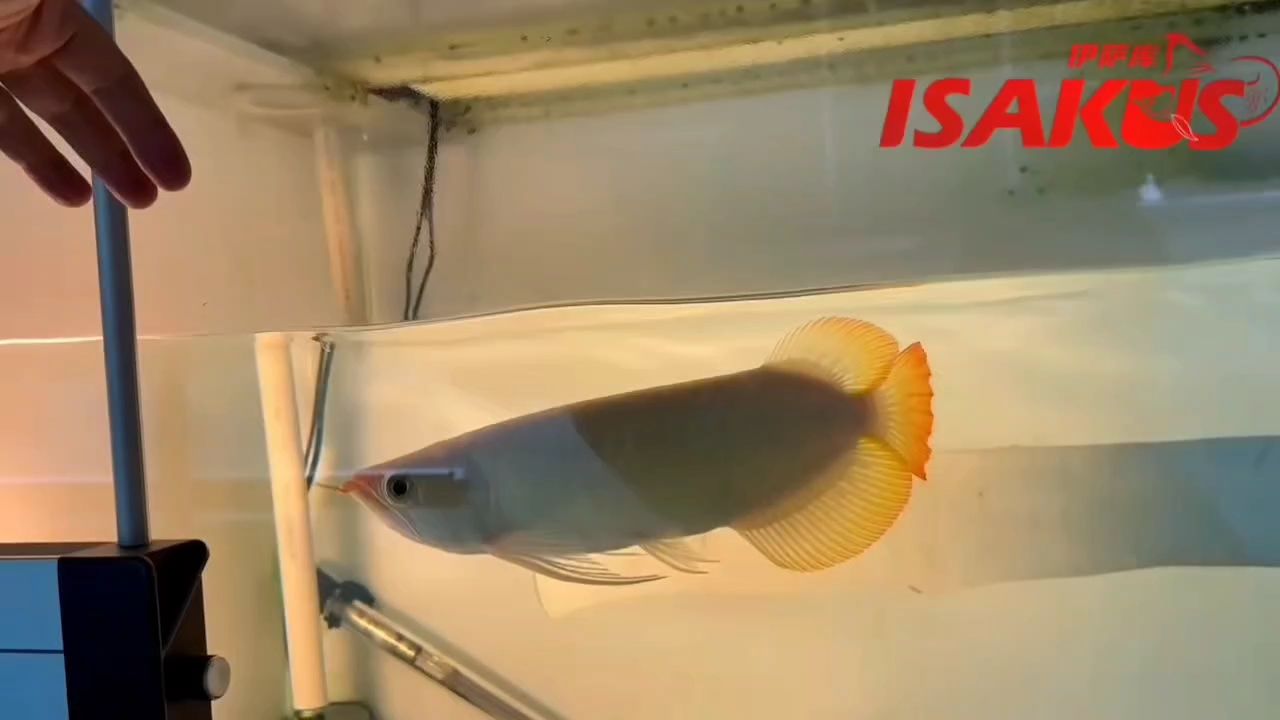 緊湊型，新年優惠出 緊湊型，新年優惠出 龍魚論壇