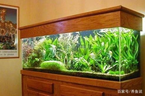 魚缸永遠不換水，如何控制魚缸藻類生長