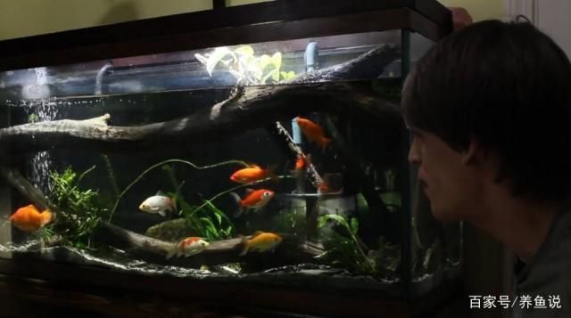 魚缸永遠不換水，如何控制魚缸藻類生長