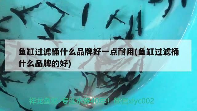 魚缸過濾桶什么品牌好一點耐用(魚缸過濾桶什么品牌的好) 魚缸過濾桶什么品牌好一點耐用(魚缸過濾桶什么品牌的好) iwish愛唯希品牌魚缸