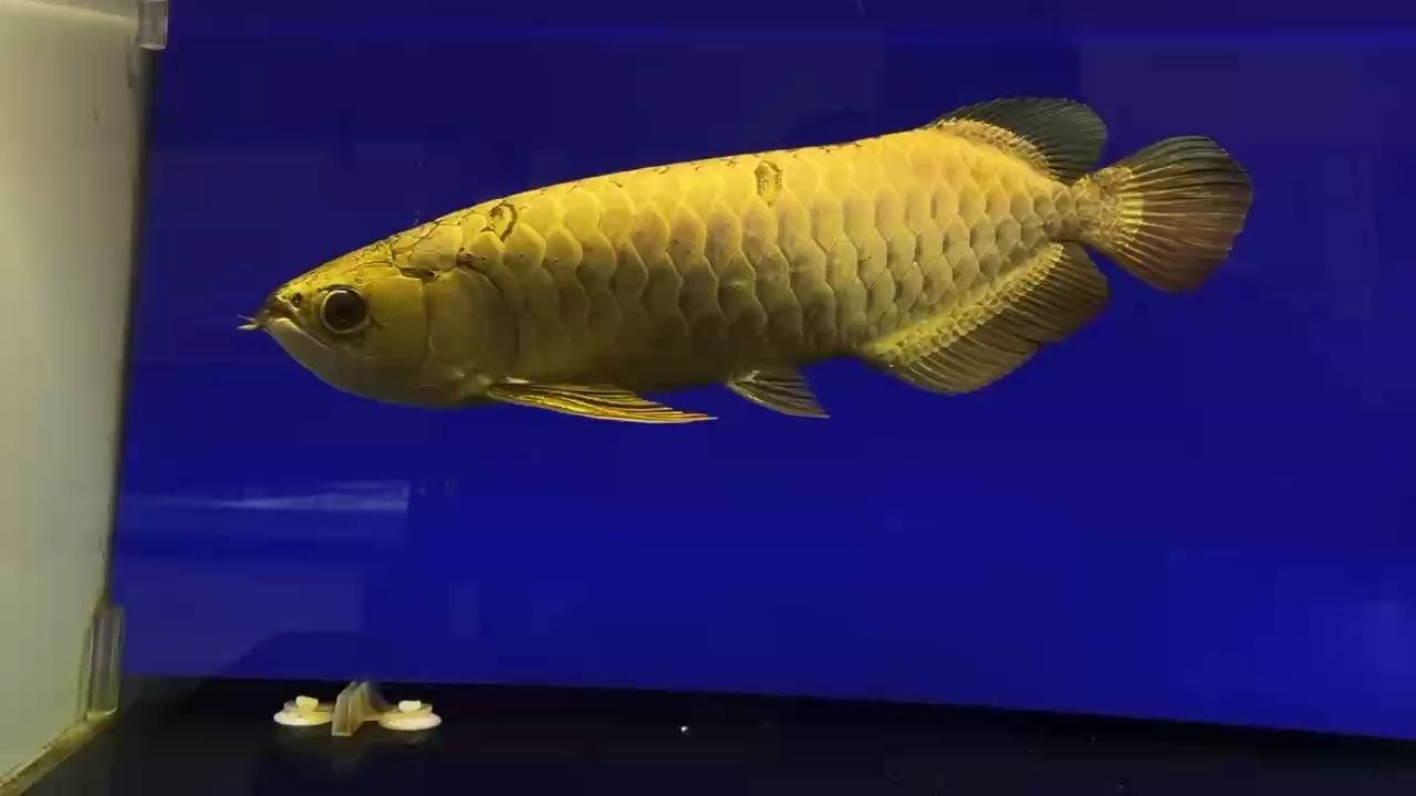 魚缸過濾器選購指南:自制魚缸過濾器魚缸上置過濾器對于養魚愛好者的必備知識 子彈頭一字背40公分 龍魚論壇 子彈頭一字背40公分 子彈頭一字背40公分 龍魚論壇
