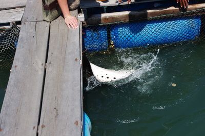 被魟魚刺到多久算安全：被魟魚刺傷后多久算安全 被魟魚刺到多久算安全：被魟魚刺傷后多久算安全 魟魚百科 第1張