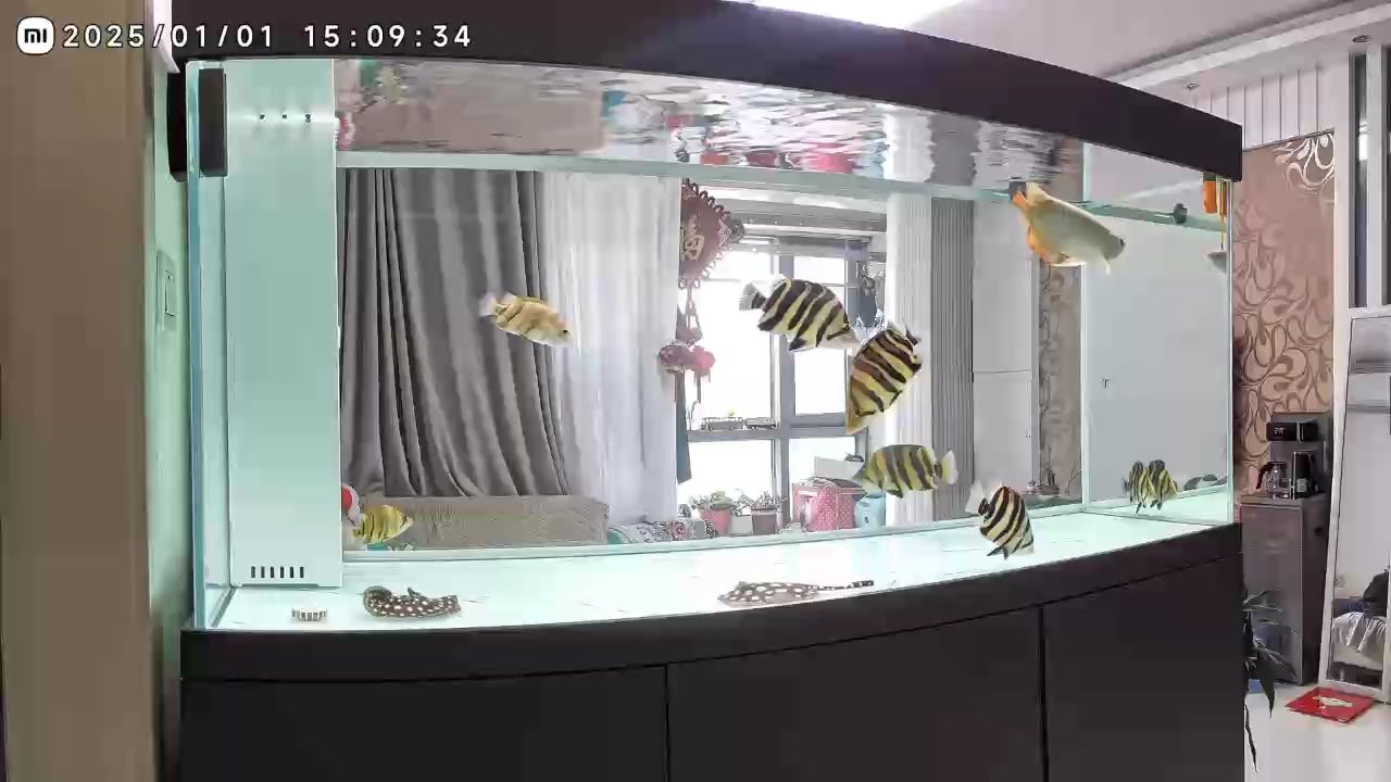 元旦快樂 新年希望魚越長越大