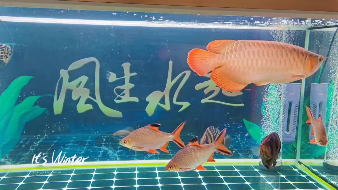 祝各位魚友平安喜樂，年年有魚