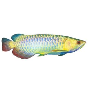 星點金龍魚專用飼料推薦：星點金龍魚專用飼料品牌推薦