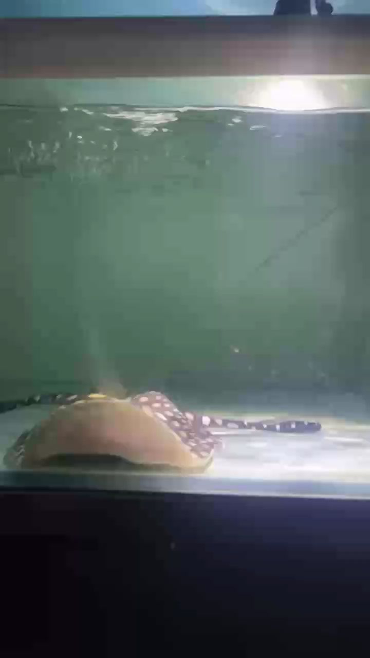 龍魚干蝦有營養嗎 壓成兩母21公分喜歡后臺 龍魚論壇 壓成兩母21公分喜歡后臺 壓成兩母21公分喜歡后臺 龍魚論壇