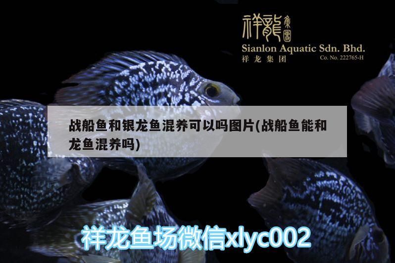 戰船魚和銀龍魚混養可以嗎圖片(戰船魚能和龍魚混養嗎)