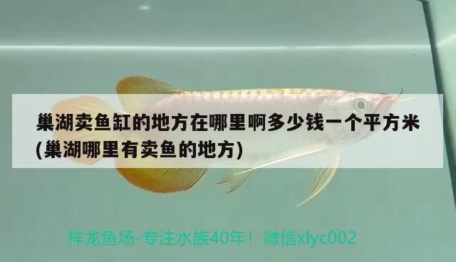 魚缸用增氧泵價(jià)格是多少:魚缸增氧機(jī)-xtrac增氧機(jī)-xtrac增氧機(jī) 巢湖賣魚缸的地方在哪里啊多少錢一個(gè)平方米(巢湖哪里有賣魚的地方) 速倍妥魚糧魚藥 巢湖賣魚缸的地方在哪里啊多少錢一個(gè)平方米(巢湖哪里有賣魚的地方) 巢湖賣魚缸的地方在哪里啊多少錢一個(gè)平方米(巢湖哪里有賣魚的地方) 速倍妥魚糧魚藥