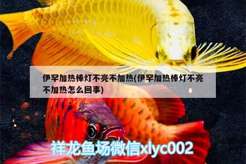 龍魚鰓蓋破損手術多久能恢復,魚鰓蓋破損手術后的恢復時間因個體差異、傷口大小和治療方法不同而有所變化 龍魚百科 第1張 龍魚鰓蓋破損手術多久能恢復,魚鰓蓋破損手術后的恢復時間因個體差異、傷口大小和治療方法不同而有所變化 龍魚鰓蓋破損手術多久能恢復,魚鰓蓋破損手術后的恢復時間因個體差異、傷口大小和治療方法不同而有所變化 龍魚百科 第1張