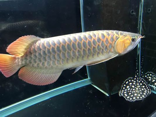 虎魚和鸚鵡混養(yǎng)：虎魚和鸚鵡魚可以混養(yǎng)嗎？