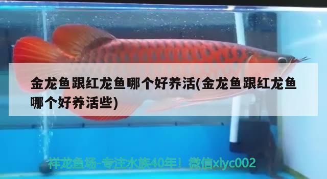 金龍魚跟紅龍魚哪個好養活(金龍魚跟紅龍魚哪個好養活些) 金龍魚跟紅龍魚哪個好養活(金龍魚跟紅龍魚哪個好養活些) 可麗愛魚缸