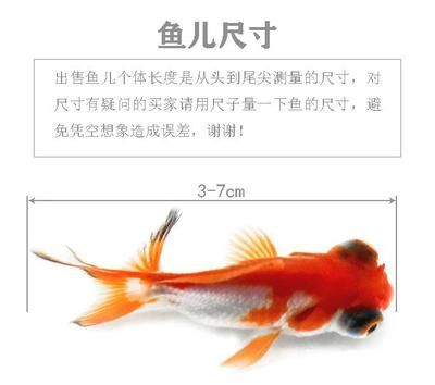 觀賞魚(yú)哪個(gè)比較好養(yǎng)（如何選擇適合的觀賞魚(yú)）