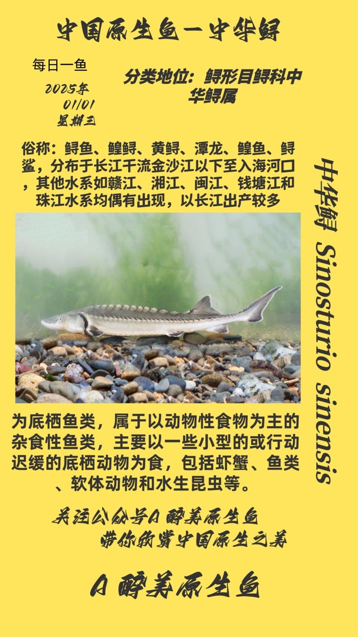中華鱘